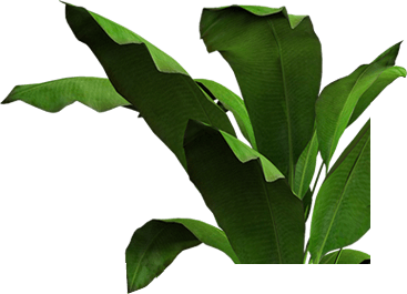 Leafy Plant